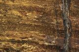 Polished Golden Amphibolite Slab - Western Australia #221687-1